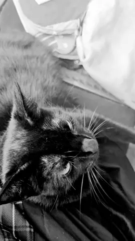#catlover #mycat #lovecats #mychica #tierbegleiter 