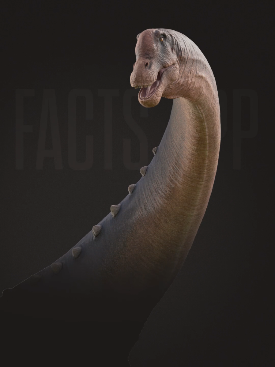 What did Alamosaurus sanjuanensis look like? Find out in this video. #sauropod #titanosaur #cretaceous #mesozoic #dinosaur #dinotok #dinosaurfacts #LearnOnTikTok #learnontikok #accuratedinosaurs 