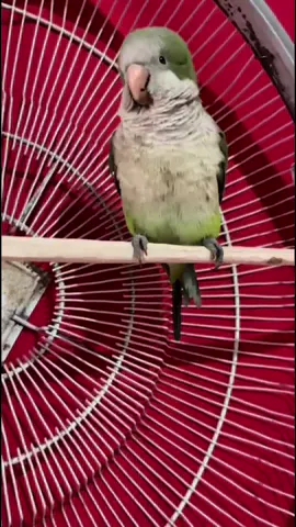 #Pepita #la #pistolera Otro video más, y esto es un poco de todo lo que habla #CotorraArgentina  