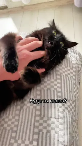 🐈‍⬛ 🐾 #rec #fyp #cat #кудаполез #україна 