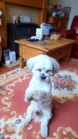 Teddy bear #dancingdog #fyp #foryoupage #smartdog #cutedog #musicaldog #dog #cleaverdog 