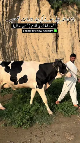 اس اکاؤنٹ کی پہلی ویڈیو ۔#ahmedrazadairy5 #ahmedrazadairy1 