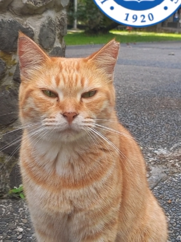 ITB Cat join the trend 😼 I just found this orange cat when i went there..., so this just late post 🫠 warga ITB siapa nama nich kucing oyen? 🤓👆 enaknya post kucing dr mana lagi nich ?? akan ku jadikan projek terpisah dr papafurrr :p #itb #cat #kucingitb #CapCut 