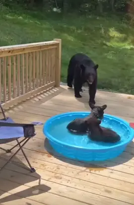 bear cubs cool off in baby pool to cute #bears #cubs #bear #fyp #cuteanimals #furbaby #swimming @Funnykittens @Pet Parents® 
