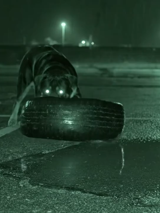 Dog_s_CCTV_Gesture_Captured #foru #fyppp #horrortok #fyp #camnight