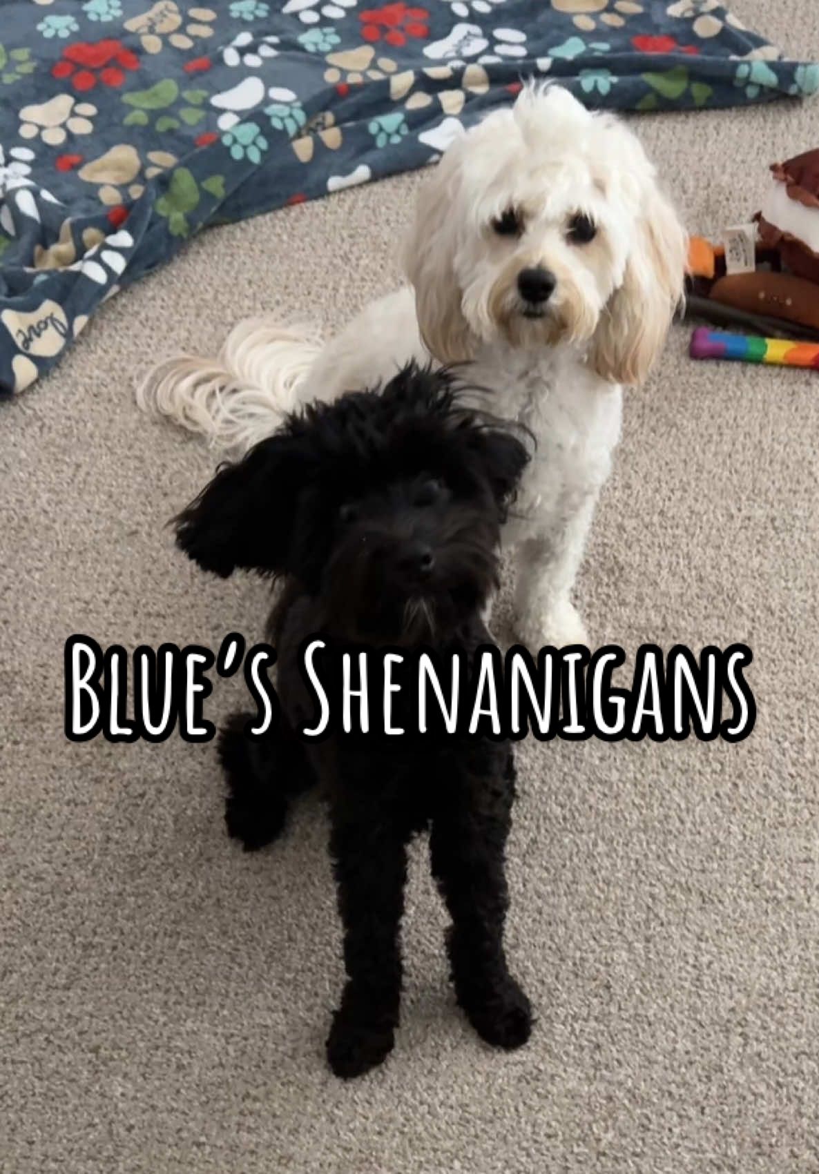 Blue is “shenaning” again! 😩🤣 #puppiesoftiktok #puppytok #schnoodlesoftiktok #bluecheney #fetacheney #dogmom #dogsoftiktok 