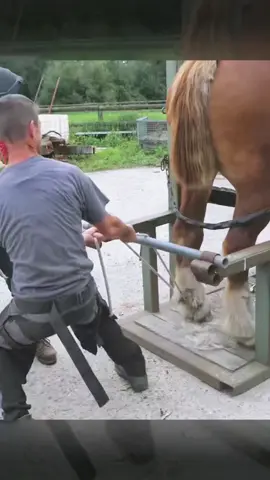 Go back✌️😍 #farrier #farriersoftiktok #horse #horses #asmr #animalwelfare 
