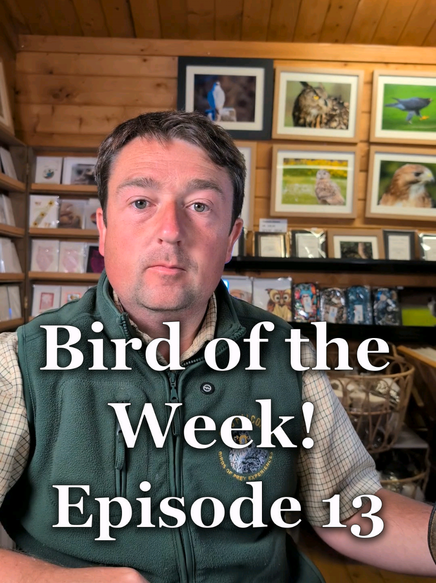 Episode 13 of Bird of the Week!  these next two weeks are our busiest of the year! how have the birds done? #birdoftheweek #birdtok #smjfalconry #falcon #owl #birdsofprey #birds 