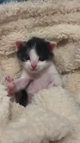 So cute 🥰 #cat #catlover #catbaby #cute #kitten 