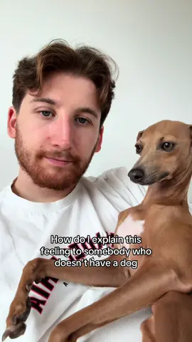 I just love his little head drops 🥰 #dog #cute #fyp #viral 