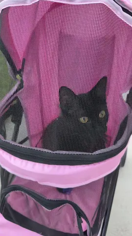 Dune loves going on walks 😸😸 
