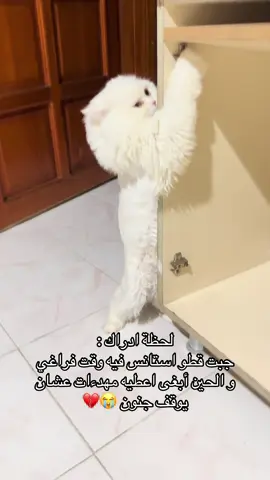 #ام_سيف_قط_سيف عملو اكسبلور محظورة 🥲 اشتركو في قناة سيف على اليوتيوب الاسم omsaifoo 