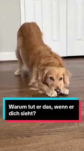 Vielleicht hast du schon bemerkt, dass sich dein Hund manchmal sofort streckt, sobald er dich sieht. Dieses Verhalten wirkt auf den ersten Blick ganz alltäglich, hat aber eine tiefere Bedeutung, die viel über eure Beziehung aussagt. In diesem Video erfährst du mehr über diese besondere Geste und warum sie so typisch für Hunde ist, die eine enge Bindung zu ihrem Menschen haben.🥰❤️ #hund #hundeliebe #hundealltag #hundefreunde #familienhunde 