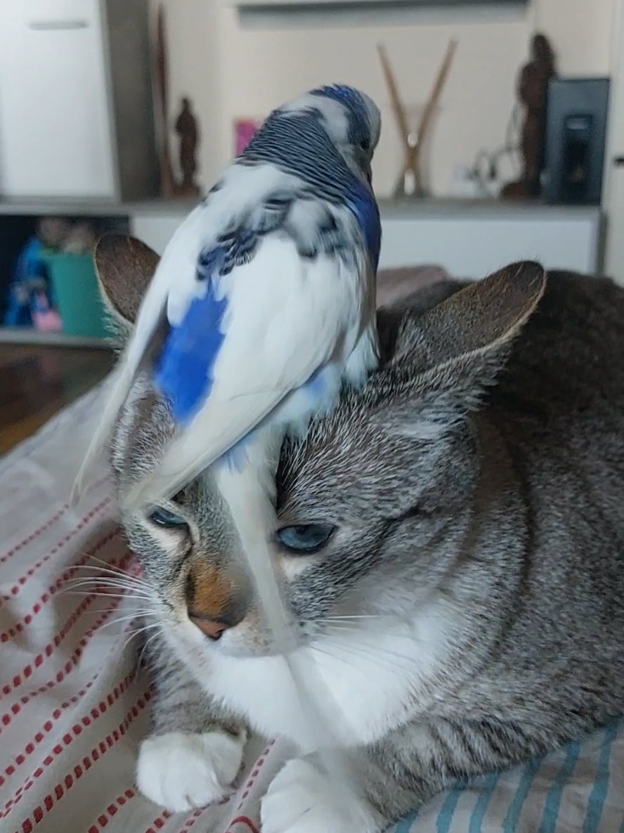 Tessa’s New Feathered Hair Stylist🤩🦜😻💯 Gifts keep the feathers flying 🐦✨ #funnyanimals #fyp #animalsoftiktok #videoviral #funnytiktok 