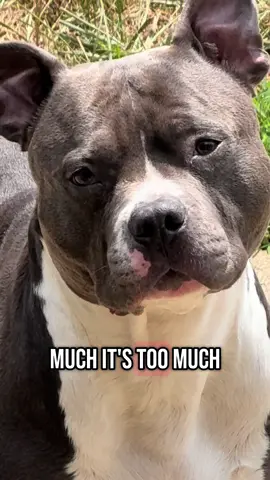 Sigh #foryoupage #dogsofttiktok #dofvideos #americanbully #doglover #dogs #fyp #anericanbullies 