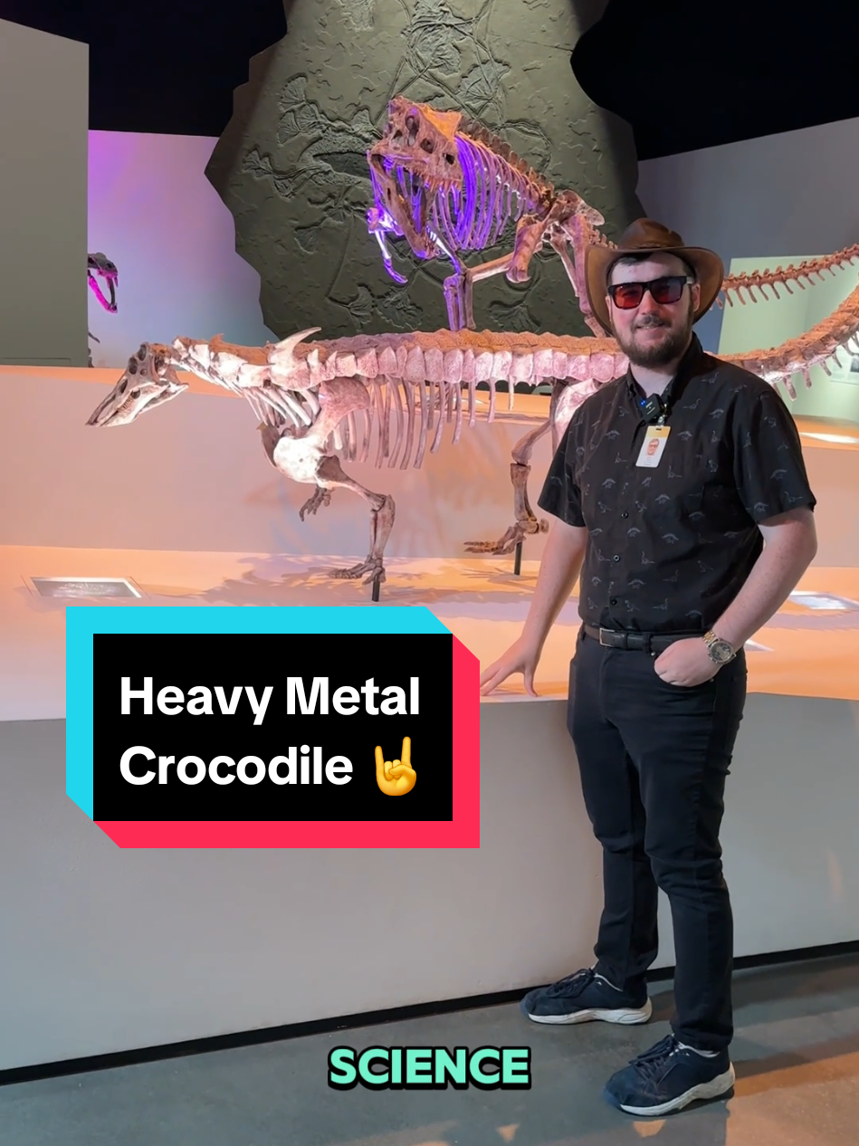 Heavy Metal Crocodile 🤘 Let us introduce you to Desmatosuchus. Descended from the same group as crocodiles, the Dockum group, this prehistoric beast is from right here in Texas #prehistoric #paleontology #museumtok #extinct 