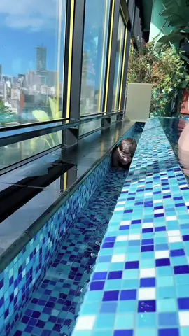 #scareprank #jumpscare #funnyreaction #prank #betatiktok #usa #foyou #funny