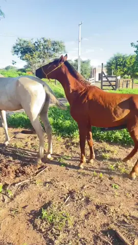 breeding horse #foryoupage #foryoupage #foryoupage #foryoupage #foryoupage #tranding #viralvideo #breeding #horse 