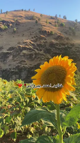 #خالید_احمد_پیروانی🥀💔 #جیان_جیان🖤🥀 #دەڤەری_برادۆست 