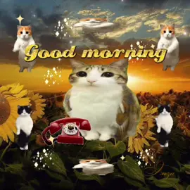 good morning!!!! 🐈🌻 #cats #viralcat #catlover #memecat #cattok #sillycat #webcore #jollytok #kittycat #catsoftiktok #meowl #2000s #viral #catsmeme #corecore #sillycats #twitter 