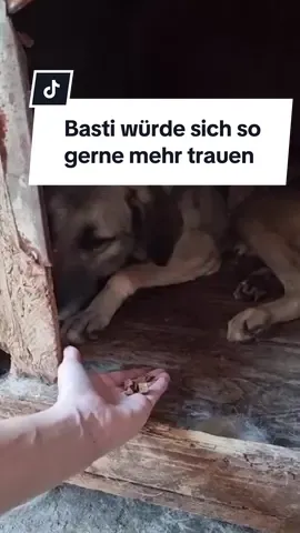 Das ist der süße Basti! Mit dem lieben Blick aus seinen schwarzen Knopfaugen bringt er jedes Herz zum Schmelzen! Das denken wir, aber falsch gedacht! Denn Basti hatte noch nie ein richtiges Zuhause und weiß auch nicht, wie schön es ist, bei liebevollen Menschen zu leben, die einen jungen Hund erziehen und mit ihm durch dick und dünn gehen. Deshalb lebt Basti zurzeit im hoffnungslos überfüllten Shelter in Baia Mare. Niemand hat hier genügend Zeit, sich angemessen um einen Junghund zu kümmern, und deshalb haben wir und vorgenommen, alle Hebel in Bewegung zu setzen, um Basti möglichst schnell in eine liebevolle Familie zu vermitteln. Auch eine Pflegestelle für Basti wäre toll, denn dort könnte er schon die ersten Schritte in ein Leben als Haus- und Familienhund machen. Mit seinem hellen Fell und den schwarzen Abzeichen ist Basti ein wunderschöner Kerl. Sein Blick ist hoffnungsvoll in eine bessere Zukunft gerichtet, denn Basti kommt mit dem Shelterleben nicht gut zurecht. Er wirkt verängstigt, unsicher und scheu. Aber Basti ist erst 3,5 Jahre alt und kann noch so viel lernen. Sicherlich wird er in einem verständigen und rücksichtsvollen Zuhause seine Scheu ablegen und lernen, dass es Menschen gibt, denen man bedingungslos vertrauen kann. Wenn man von Basti nichts erwartet, ihn nicht bedrängt und ihm alle Zeit der Welt gibt, wird er sich gut in seinem neuen Zuhause einleben und Zuneigung und Vertrauen aufbauen. Natürlich hat Basti noch keine Erfahrungen mit dem Leben als Haushund hat und auch von Stubenreinheit und Leinenführigkeit hat er noch nichts gehört. Doch das Hunde-1×1 versteht der schlaue Bursche sicherlich schnell. Basti wird sich sicherlich über den Besuch einer positiv arbeitenden Hundeschule freuen, die sein Selbstvertrauen und seine Bindung zum neuen Besitzer unterstützen wird. Und wenn er erwachsen ist, eignet er sich bestimmt für Hundesport jeglicher Art. Für Basti wünschen wir uns eine Familie, die ihm geduldig und liebevoll begegnet und ihm ausreichend Zeit gibt, sich in der neuen Lebenssituation zurecht zu finden. #streunerliebe #shelterdog #zuhausegesucht #pflegestellegesucht #adoptdontshop #einherzfuerstreuner 