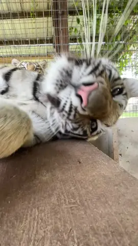 happy international cat day! so thankful to work with these beautiful babies :) 🐯 #tiger #tigers #bigcat #catsoftiktok #cat #animals 