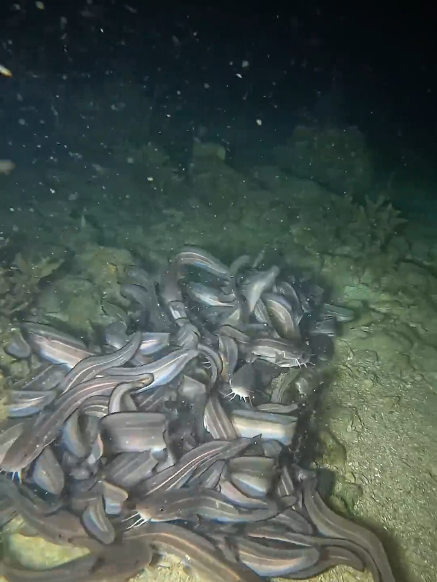Part 10 Would u like to eat Some 😋 #deepsea #fishing #blacksea #scary #fishinglife 
