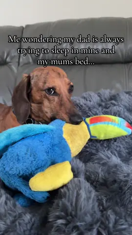I have so many questions…so little answers… #sausagedog #fyppp #puppydog #minidachshund #dachshundsofinstagram #viral #dog #dogs #dogsoftiktok #dachshund 