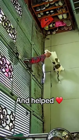 We love pets ❤️ #cats #friends #helping #wholesome (via bell_makes_meme/IG)