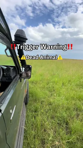 ⚠️‼️You happen upon a fresh lion kill in your safari in Kenya 🇰🇪#kanya #safari #wildanimals #fy #fyp 