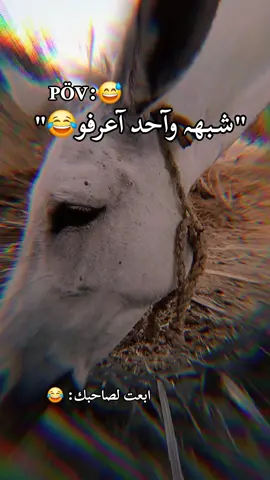 #شبه_واحد_انا_عرفه #حمار #منشن_لصاحبك #تصميم_فيديوهات🎶🎤🎬 #الشورانية_المراغة_سوهاج_ابن_المراغة #تصميم_يوسف_جمال #اصحي_يا_منطقه👑 