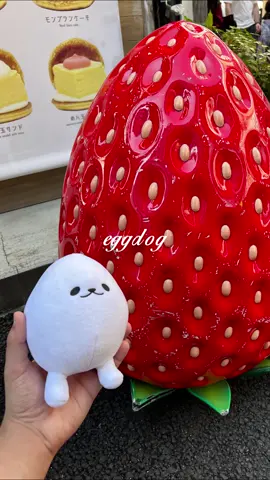 eggdog enjoying his trip to japan