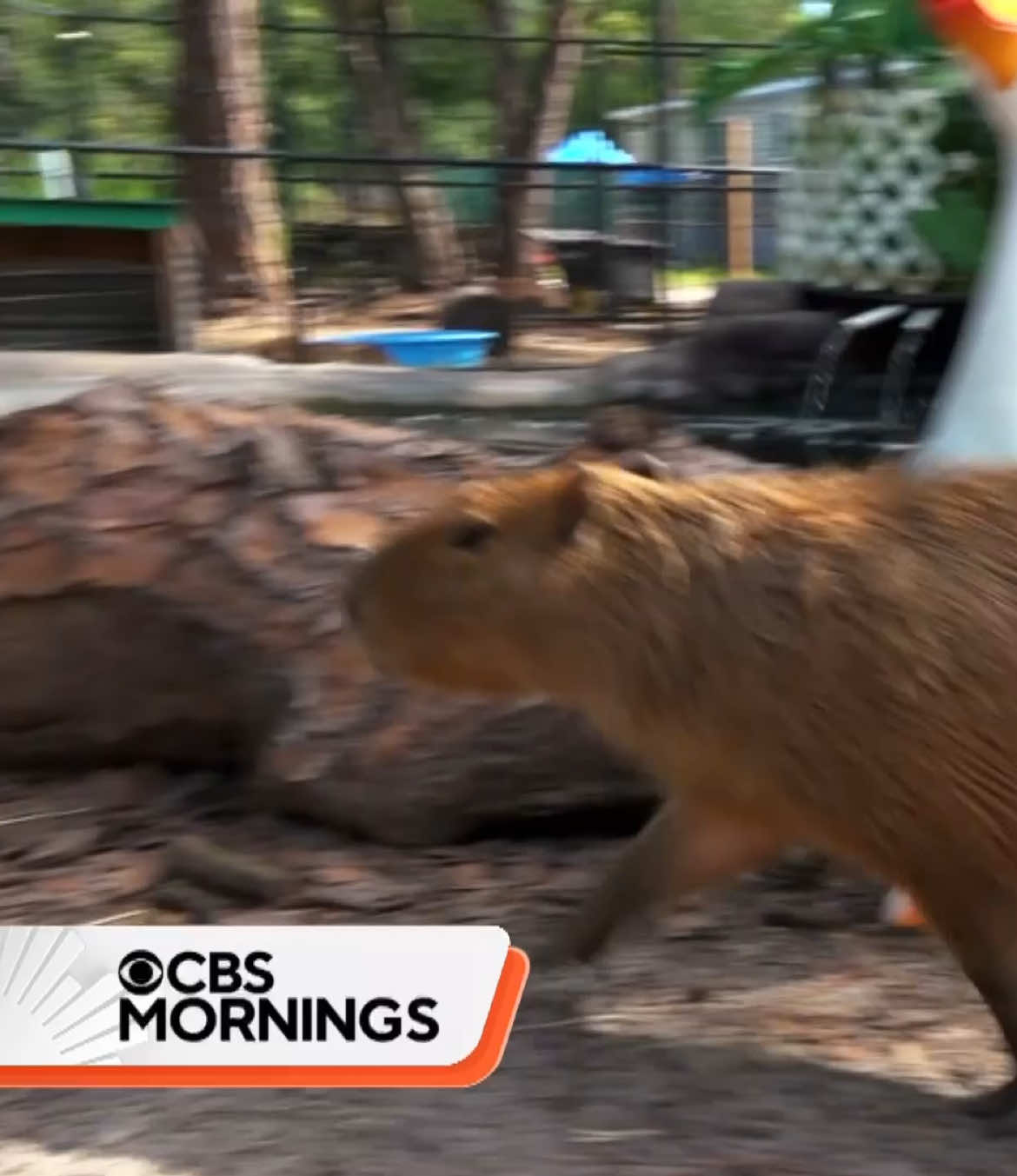 “Don’t worry, be capy”: A café in St. Augustine, Florida is attracting customers from across the U.S. — and that nationwide support is helping care for animals at risk. At the Capybara Café, visitors can spend time with three of the world’s largest rodents, aptly named Mocha, Latte and Macchiato, and some pups. The café’s profits go back to local animal sanctuaries — and it has been so successful, a second location is in the works.