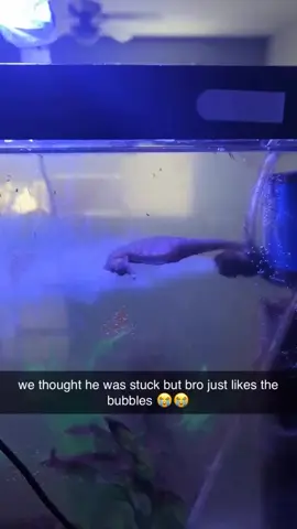 😱🤣🤣😂😂 #seahorse #aquarium #fishtank #bubbles #lovingit #aquaticpets #amusing 