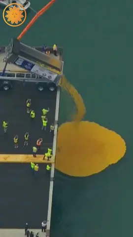 Tens of thousands of rubber ducks invaded the Chicago River on Thursday for the annual Chicago Ducky Derby. The derby raises funds for athletes of Special Olympics Illinois. #chicago #duckyderby 