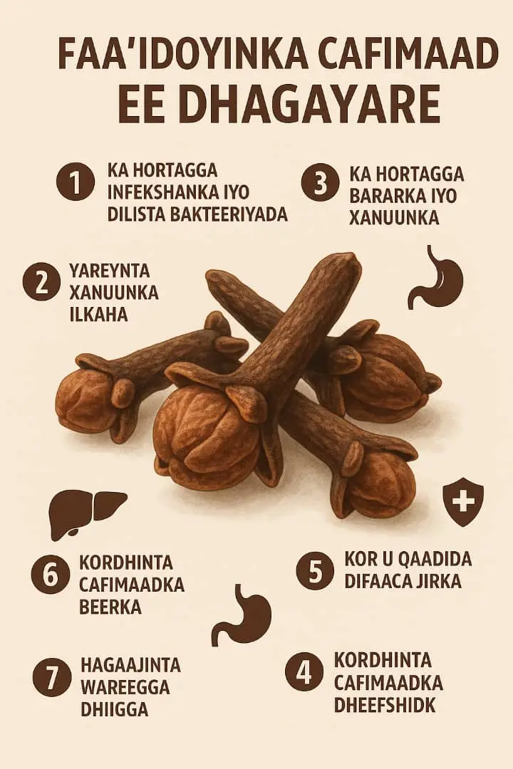 #Dhagayare (clove) waa geed dhir udgoon ah oo inta badan loo isticmaalo cunno karinta iyo daawada dhaqanka, wuxuuna leeyahay faa’iidooyin caafimaad oo badan sababtoo ah wuxuu hodan ku yahay antioxidants iyo walxo ka hortaga jeermiska. #Haddaan kuu soo koobno faa’iidooyinka ugu waaweyn ee caafimaad ee dhagayare. 1. #Ka hortagga infekshanka iyo dilista bakteeriyada. Dhagayare wuxuu ka kooban yahay eugenol, oo ah walax awood badan u leh dilista bakteeriyada iyo fangaska. #Waxaa loo isticmaali jiray dhaqanka sidii daawo nadiifisa dhaawacyada ama ka hortagta caabuqa afka iyo ciridka. 2. #Yareynta xanuunka ilkaha. Saliidda dhagayare (clove oil) waxaa loo isticmaalaa si dabiici ah loogu yareeyo xanuunka iliga, sababtoo ah eugenol wuxuu leeyahay waxyeelo suuxin yar iyo anti-inflammatory ah. 3. #Ka hortagga bararka iyo xanuunka. Waxa uu ka hortagaa bararka jirka, taas oo ka caawin karta dadka qaba arthritis ama murqo xanuun. 4. #Hagaajinta dheefshiidka. Wuxuu kiciyay dheecaannada caloosha, wuxuuna ka hortagaa calool fadhiga, gaaska iyo matagta. 5.# Kor u qaadida difaaca jirka Antioxidants-ka ku jira dhagayare waxay ka caawiyaan jirka inuu la dagaallamo radical-yada xorta ah kuwaas oo dhaawici kara unugyada oo dedejin kara gabowga iyo cudurrada kansarka qaarkood. 6. #Kordhinta caafimaadka beerka. Cilmi baarisyo qaar ayaa muujiyay in dhagayare uu ka caawin karo beerka inuu ka hortago dhaawaca, gaar ahaan dhaawaca ka dhasha xad-dhaafka sunta jirka gasho. 7. #Hagaajinta wareegga dhiigga. Wuxuu yareeyaa xinjirowga dhiigga, wuxuuna hagaajiyaa wareegga dhiigga, taas oo ka faa’iido badan wadnaha iyo maskaxda. ⚠ #Digniin: Isticmaalka badan ee saliidda dhagayare waxay dhaawici kartaa beerka ama caloosha. Dumarka uurka leh ama dadka leh cudurro dhiig-bax ah waa in ay taxaddaraan. W/Q::Mustaf Karaama. #f #fly #flyp #foryoupage #fyp #funny #football #viral_video #video #capcut #comedia #couplegoals #couple #garena_freefire #muqdishotiktok #ciyaalxamar #Love #loveyourself 