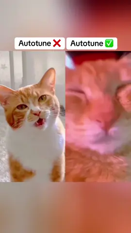 Cats have natural autotune 😂 #autotune #remix #cats #signing #music 