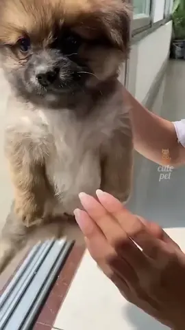 #animalsoftiktok #cutecat #cutedog @Animal Planet 