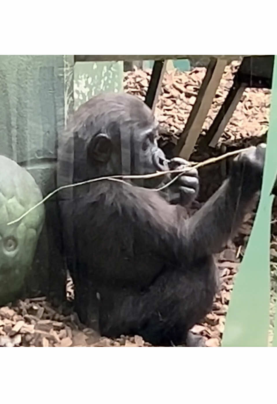 Adorable baby gorilla Venus 