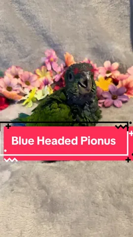 Blue Headed Pionus Parrot! This is a little boy who is still looking for a new perch. These birds are amazing and rare these days. Looking forward to seeing how he grows and develops. #parrot #fyp #bird #aviary #breeder #pennsylvania #pionus 