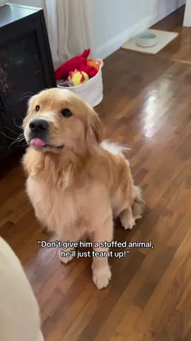 Is this a sign he needs a sibling???? It's his bestie 🥹 #goldenretriever #dogsoftiktok #fyp