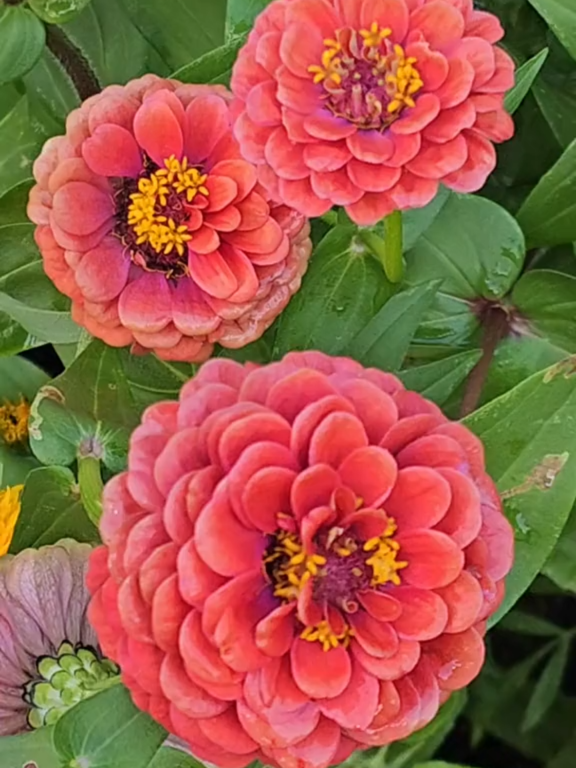 #fypシ #flowersoftiktok #❤️❤️❤️ 