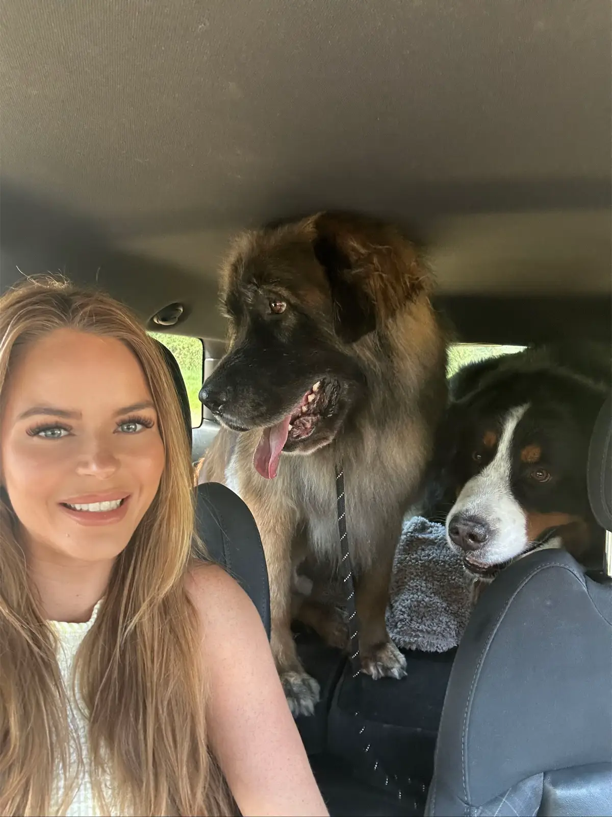 #fyp #dogsoftiktok #leonberger #bernesemountaindog #happyweekend 