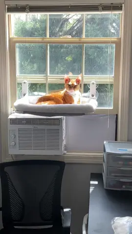 #catsoftiktok #orangecat #orangecatsoftiktok #orangecatbehavior #fyp #lol #thatsmybaby 