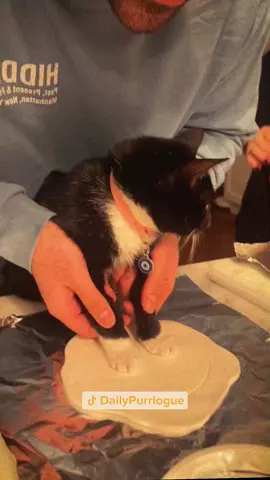 #cat #catsoftiktok #catlovers #cats #funnycats #catlover #funnycat #fyp 