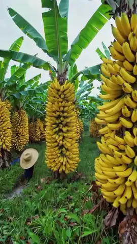 #tiktok #foryoupage #fyp #fruit #AlQuran 