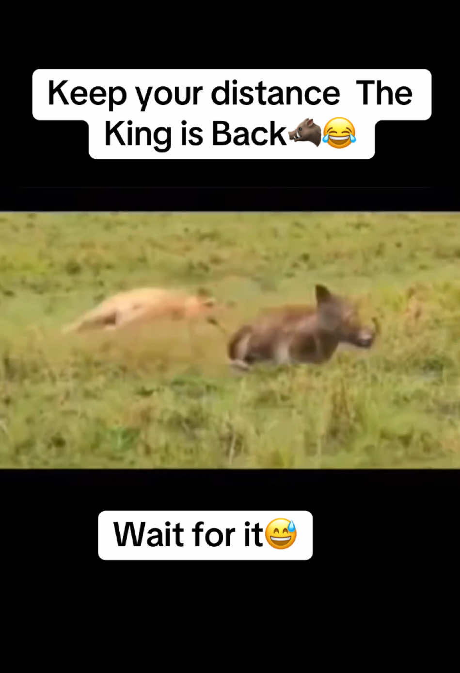 Keep your distance The king is back 🐗🔥 #warthogenergy #savagemode #warthog #fyp #lion #wildlife #wildanimals #wildphotography #funnyvideos #animals #foryou #1million #animalsoftiktok 