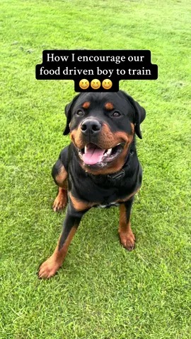 A new favourite 😆😆#dogsoftiktok #dogtok #rottweiler #lazyrottie #dog #puppiesoftiktok #pup #rockytherottweiler #freezedriedcandy #duck #treat #training 