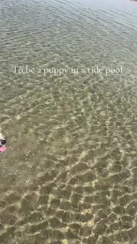 No thoughts just beach  #beachdawg #beachcomb 