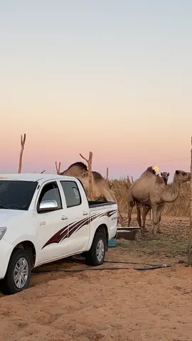 #المزارع #قويرة_المال_سبها_تمنهنت💚💪🚶‍♂️🚶‍♂️ #التانوية_الصمود❤🔥 #سبها_ليبيا_الجنوب_الليبي_طرابلس_بنغازي #هايلكس2014 